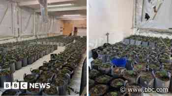 Police seize suspected cannabis plants worth £1m