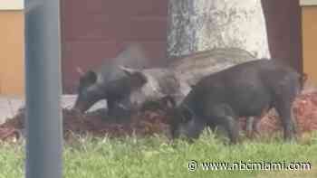 Wild hogs on the loose in Miramar community have residents concerned