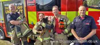 Hornchurch: Puppy wedged in gap rescued by firefighters