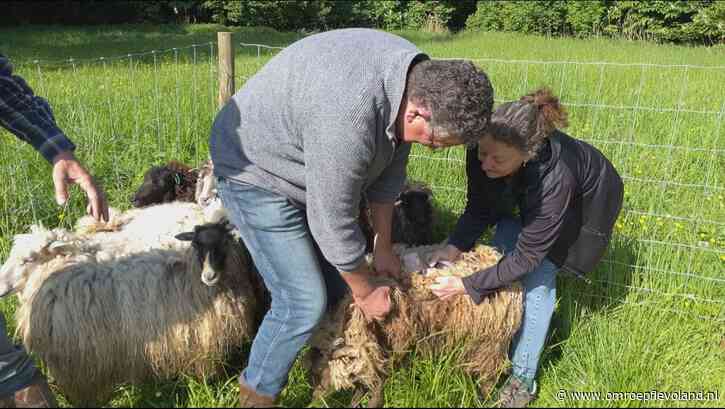 Flevoland - Blauwtongvaccin redt schapenhouder Jaap: 'Ik slaap gelukkig nu weer rustiger'