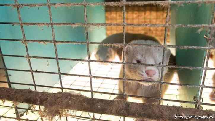 B.C. court rejects mink farmers’ lawsuits over ban imposed during pandemic