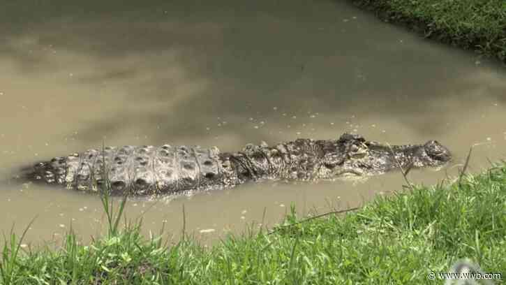 Video: Albert the Alligator moves into Texas rehabilitation facility
