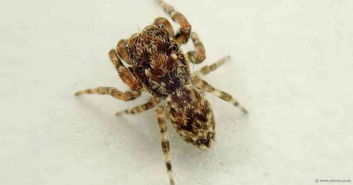 Meet the terrifying jumping spider spotted in UK for very first time - exactly what it looks like