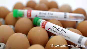 FDA says it's preparing for a bird flu pandemic in people that could kill one in four Americans