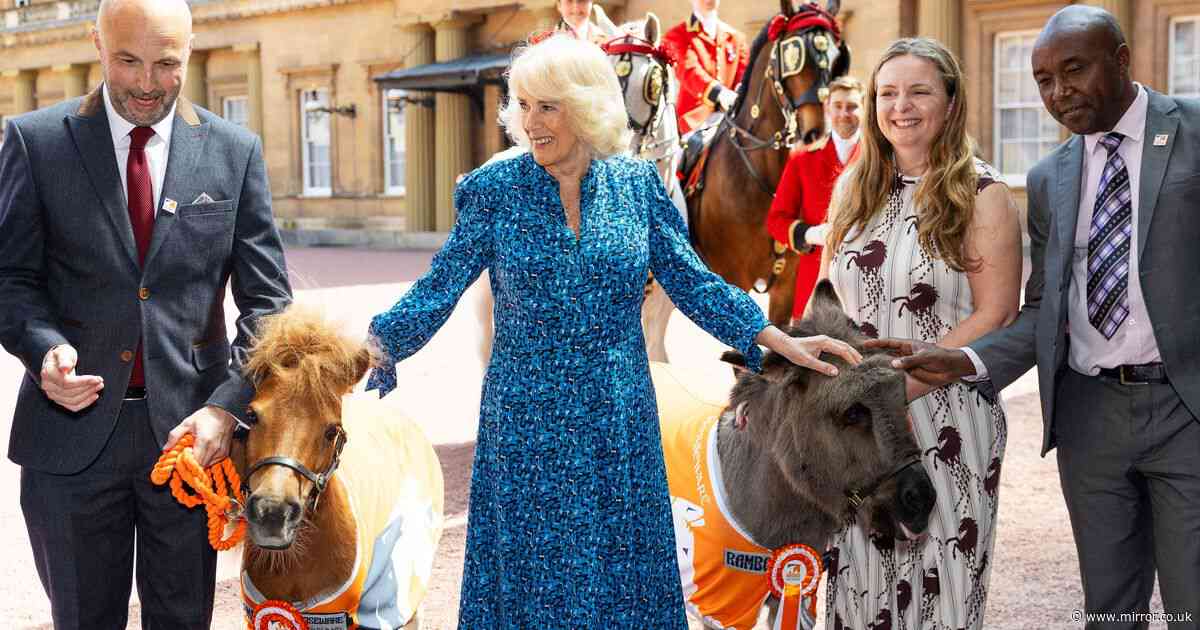Queen Camilla's three hilarious words while patting horses and donkeys during royal visit