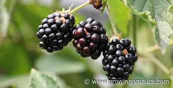 New Study Digs Into What It Costs To Grow Blackberries
