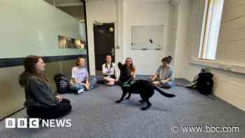 Therapy dogs help students' wellbeing during exams