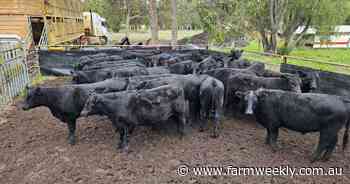 1200 cattle for store sale in the South West