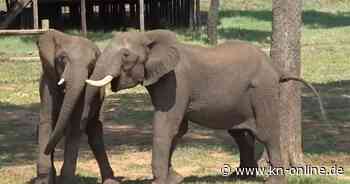 Studie: Elefanten passen Begrüßung der Situation an