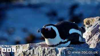 The fight to save the African penguin