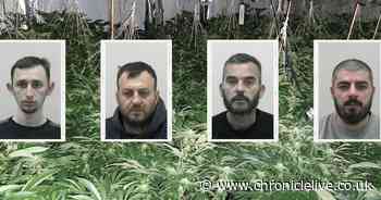 Albanian crime gang who travelled to North East to break into cannabis farm avoid jail