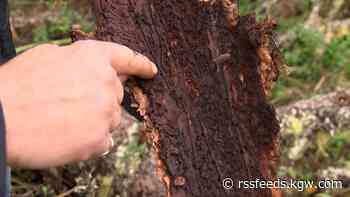 Discovery of bark beetle outside of Seattle is 'concerning,' state says