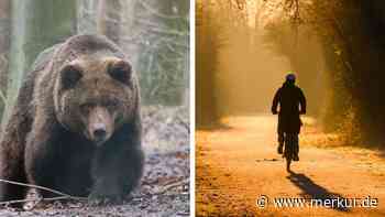 TikTok-Trend zeigt erschreckendes Ergebnis: Frauen würden lieber einem Bären als einem Mann im Wald begegnen