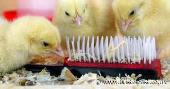 RSPCA bids to ban chicks from 'cruel' primary school tradition