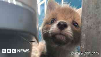 Fox cubs prepared for life back in the wild