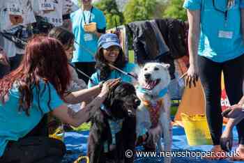 Battersea Muddy Dog Challenge held at Crystal Palace park