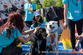 Battersea Muddy Dog Challenge held at Crystal Palace park