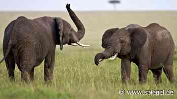 Kommunikation unter Elefanten: Tschüsselchen mit Küsselchen aufs Rüsselchen