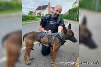 Runaway dog saved by police officers in Colchester