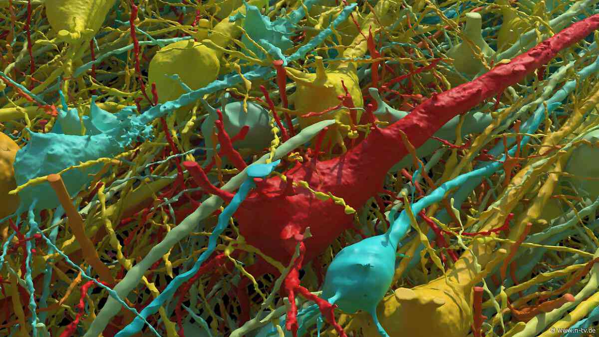 Gehirn in 3D-Darstellung: Millionen Synapsen und Tausende Neuronen