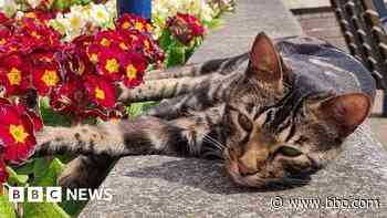 Woman to return cat statue funds after spending cash