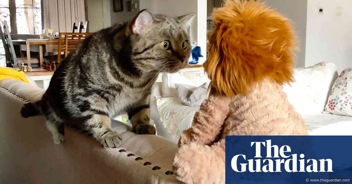 The 2024 Comedy Pet Photo awards – in pictures
