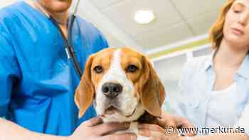 Hundebesitzer aufgepasst: Landratsamt Weilheim-Schongau warnt vor gefährlichem Staupe-Virus