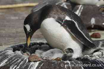 Zoo welcomes first penguin chicks of breeding season