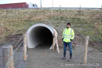 Habitat voor rugstreeppad in Waaslandhaven afgewerkt: “Grote tunnel geperst van  vijftig meter lang en  diameter van twee meter”