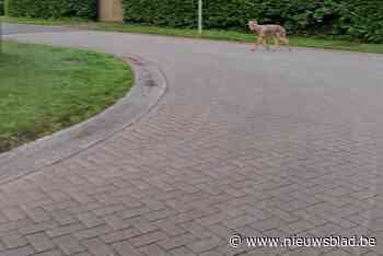 Zwervende wolf donderdag in Antwerpen-Noord en vrijdagochtend in Schilde gespot: “Ga hem zeker niet actief zoeken”