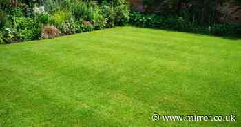 Man transforms dull grass into lush lawn in four weeks using five simple steps