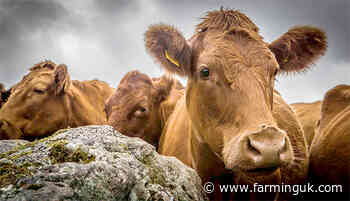 Case of classical BSE confirmed on Ayrshire farm