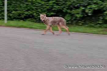 Zwervende wolf ook in Antwerpen-Noord en  Schilde gespot: “Ga hem zeker niet actief zoeken”