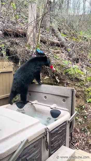 Bear Steals Gatorade from Porch