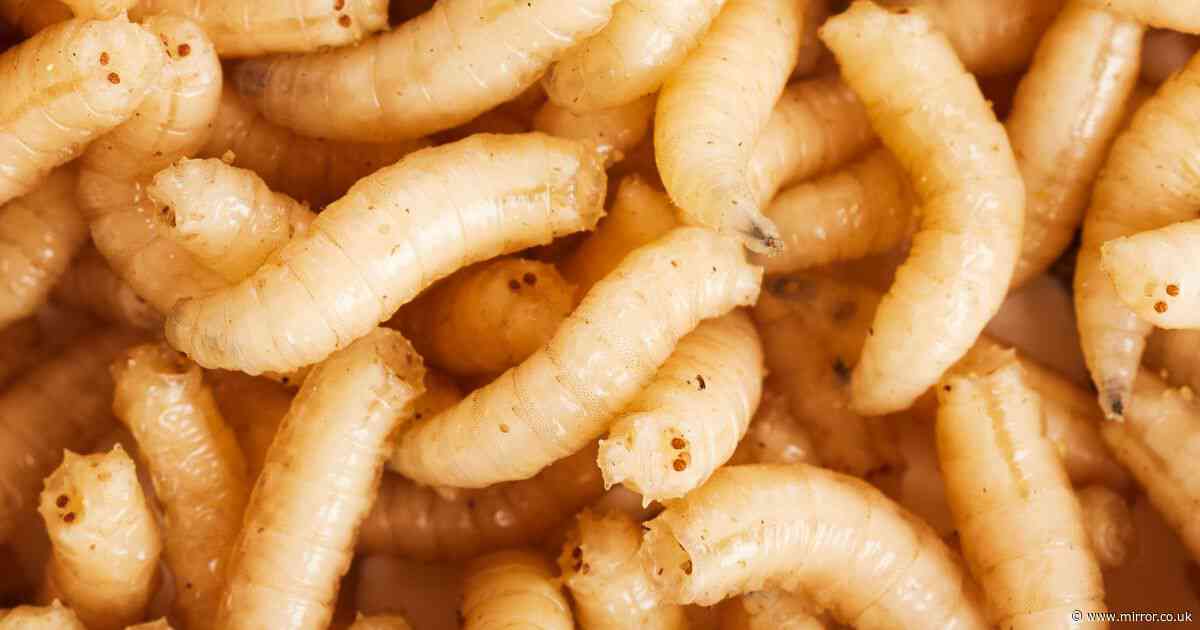 People horrified after seeing what a maggot looks like under a microscope
