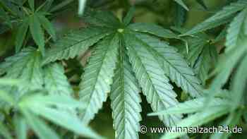Unbekannter klaut drei Cannabispflanzen aus Waldkraiburger Gewächshaus – Polizei ermittelt