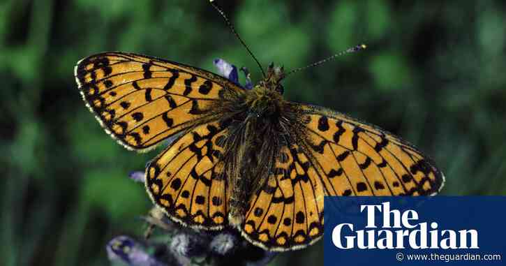 Mass planting of marsh violets key to saving rare UK butterfly, says National Trust