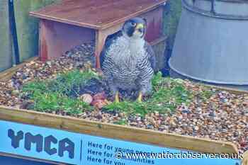 Peregrine falcons chicks born on Watford YMCA Charter House
