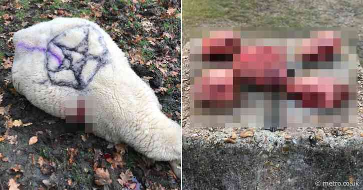 Sheep brutally mutilated and killed in ‘Satanic ritual’