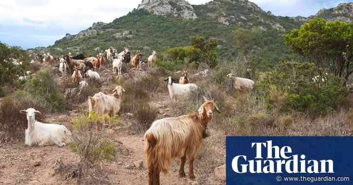 Great goat giveaway: Italian island inundated with adoption offers
