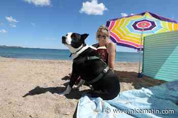 "Il est si bien accepté que je reviens tous les mois": la plage du Pacha à Fréjus, véritable eldorado pour les propriétaires de chiens