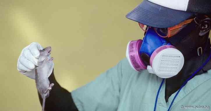 NCDC confirms 857 cases of lassa fever, 156 deaths across 28 States