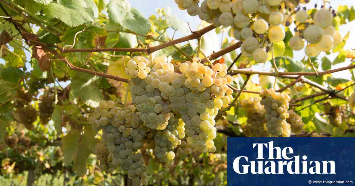Why not try a wine you’ve never heard of? | Fiona Beckett on drink