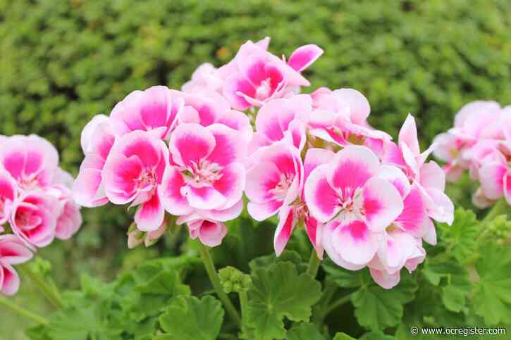 Enjoy geraniums. Plant hydrangeneas. And stop watering your onions and garlic.