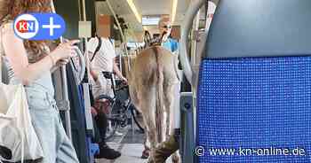 Wenn ein Esel in die S-Bahn steigt: Tierischer Fahrgast zieht Blicke auf sich