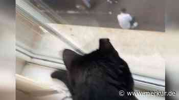 Katze beobachtet Herrchen beim „Fremdgehen“ – Reaktion der Samtpfote amüsiert TikTok-User
