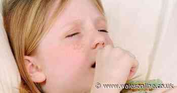 Exactly how many cases of 100-day cough there are in your area of Wales as five children die