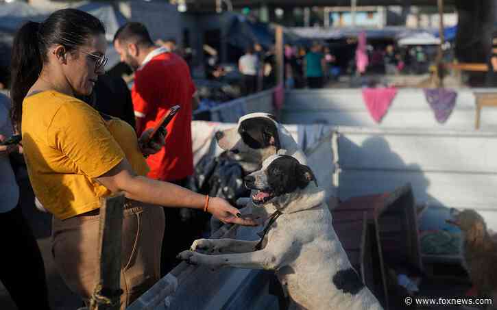 Hundreds of dogs saved by makeshift shelter amid severe flooding in southern Brazil