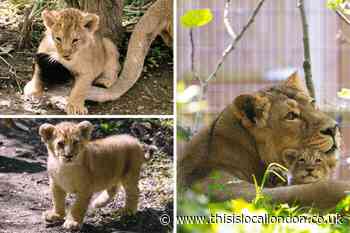 London Zoo: Three Lion cubs take first steps outside