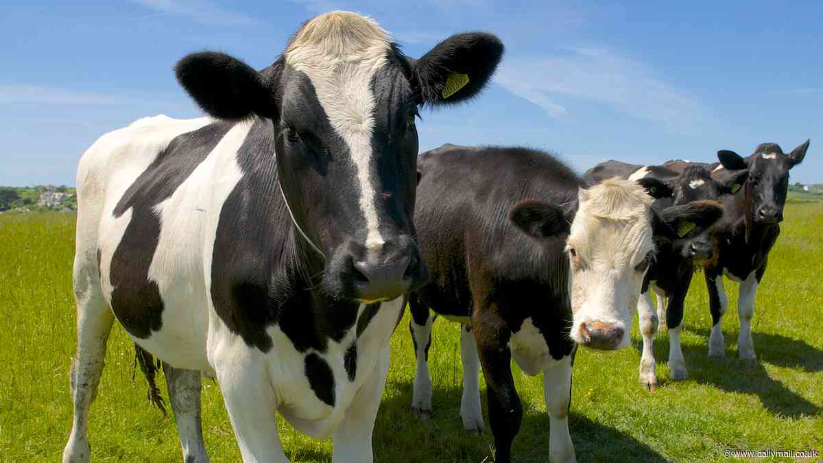 Mad cow disease is found on Scottish farm: Cattle held in quarantine as probe is launched into case of BSE identified during routine tests